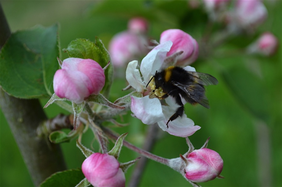 Bumblebee on apple blossom